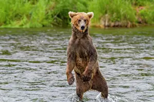 Salmon Prints: Adult brown bear (Ursus arctos) foraging for salmon at the Brooks River