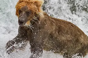 Salmon Prints: Adult brown bear (Ursus arctos) foraging for salmon at the Brooks River