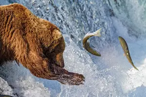 Strong Prints: Adult brown bear (Ursus arctos) foraging for salmon at the Brooks River