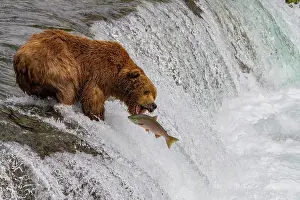 Salmon Prints: Adult brown bear (Ursus arctos) foraging for salmon at the Brooks River