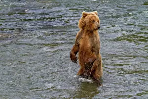 Salmon Prints: Adult brown bear (Ursus arctos) foraging for salmon at the Brooks River