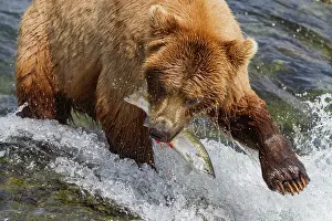 Salmon Prints: Adult brown bear (Ursus arctos) foraging for salmon at the Brooks River