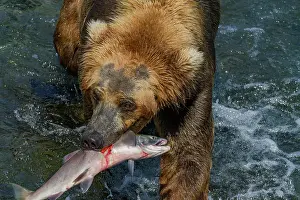 Salmon Prints: Adult brown bear (Ursus arctos) foraging for salmon at the Brooks River