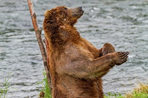 Salmon Prints: Adult brown bear (Ursus arctos) scratching its back on tree