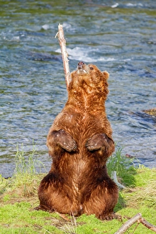 Salmon Prints: Adult brown bear (Ursus arctos) scratching its back on tree