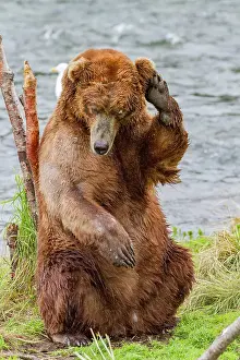 Ursus Prints: Adult brown bear (Ursus arctos) scratching its back on a tree at the Brooks River