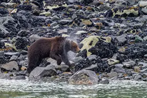 Salmon Prints: Adult brown bear (Ursus arctos) shaking water from its fur near whale carcass in Glacier Bay National Park