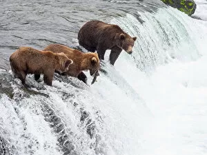 Flowing Water Gallery: Adult brown bears (Ursus arctos) fishing for salmon at Brooks Falls