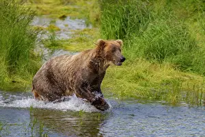 Salmon Prints: Adult brown bears (Ursus arctos) foraging for salmon at the Brooks River