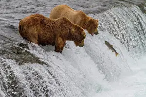 Skills Prints: Adult brown bears (Ursus arctos) foraging for salmon at the Brooks River