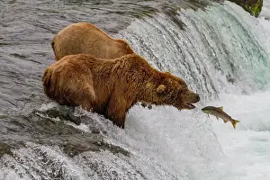 Salmon Prints: Adult brown bears (Ursus arctos) foraging for salmon at the Brooks River