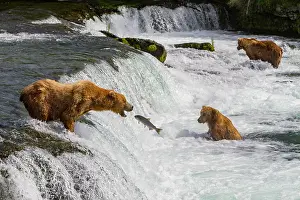 Salmon Prints: Adult brown bears (Ursus arctos) foraging for salmon at the Brooks River