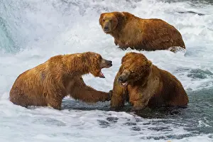Salmon Prints: Adult brown bears (Ursus arctos) foraging for salmon at the Brooks River