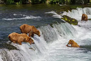 Salmon Prints: Adult brown bears (Ursus arctos) foraging for salmon at the Brooks River