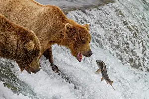 Salmon Prints: Adult brown bears (Ursus arctos) foraging for salmon at the Brooks River