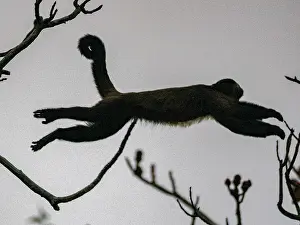 Loss Prints: An adult brown capuchin monkey
