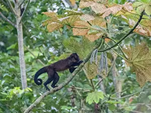 Skills Prints: An adult brown capuchin monkey
