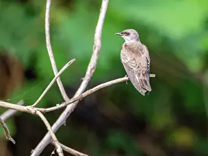 Andes Prints: Adult brown-chested martin, Progne tapera