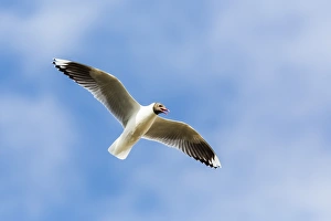 Gull Prints: Adult brown-hooded gull (Larus maculipennis)