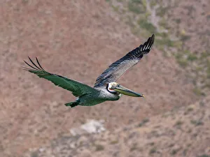 Feathered Prints: Adult brown pelican (Pelecanus occidentalis)