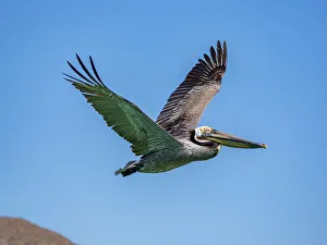 Graphic Prints: Adult brown pelican (Pelecanus occidentalis)