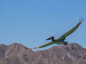 Visibility Prints: Adult brown pelican (Pelecanus occidentalis)