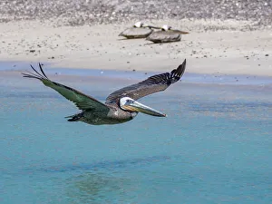 Waterfowl Prints: Adult brown pelican (Pelecanus occidentalis)