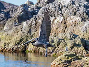 Shorebird Prints: Adult brown pelican (Pelecanus occidentalis)