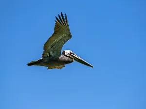Graceful Prints: Adult brown pelican (Pelecanus occidentalis)