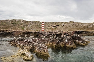 Adult brown pelicans (Pelecanus occidentalis), on Isla Ildefonso, Baja California Sur