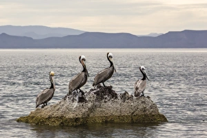 Four Animals Prints: Adult brown pelicans (Pelecanus occidentalis), Isla Ildefonso, Baja California Sur