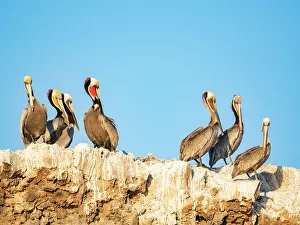Preening Prints: Adult brown pelicans (Pelecanus occidentalis)