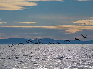 Feathered Prints: Adult brown pelicans (Pelecanus occidentalis)