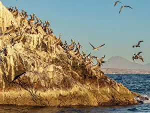 Pelicans Prints: Adult brown pelicans (Pelecanus occidentalis)