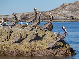 Wing Prints: Adult brown pelicans (Pelecanus occidentalis)