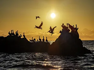 Golden Light Prints: Adult brown pelicans (Pelecanus occidentalis)