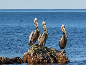 Pelican Prints: Adult brown pelicans (Pelecanus occidentalis)