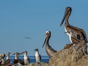 Shorebird Prints: Adult brown pelicans (Pelecanus occidentalis)
