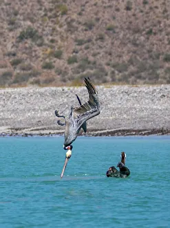 Flying Bird Prints: Adult brown pelicans (Pelecanus occidentalis)