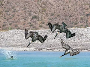 Baja California Prints: Adult brown pelicans (Pelecanus occidentalis)