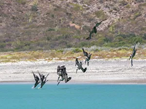 Pelicans Prints: Adult brown pelicans (Pelecanus occidentalis)