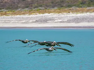 Baja California Prints: Adult brown pelicans (Pelecanus occidentalis)