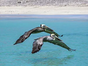 Feather Prints: Adult brown pelicans (Pelecanus occidentalis)