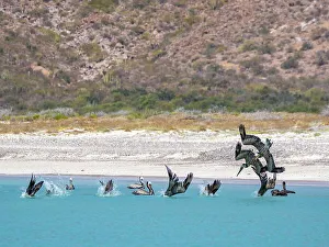 Action Prints: Adult brown pelicans (Pelecanus occidentalis)