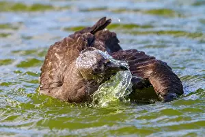 Seabird Prints: Adult brown skua bathes in meltwater pond in Antarctica on a clear day during the summer season