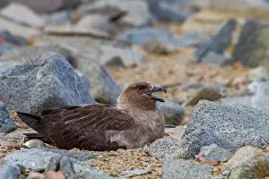 Seabird Prints: Adult brown skua cares for newly hatched chick in rocky environment on Antarctic peninsula during spring season