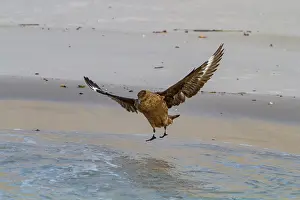 Shorebird Prints: Adult brown skua flying over the water at Stromness Bay on South Georgia Island in the Southern Ocean