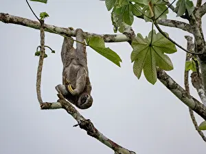 Creature Prints: Adult brown-throated sloth, Bradypus variegatus