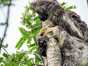 Limbs Prints: Adult brown-throated sloth, Bradypus variegatus