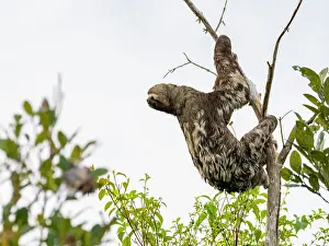 Organic Prints: Adult brown-throated sloth, Bradypus variegatus